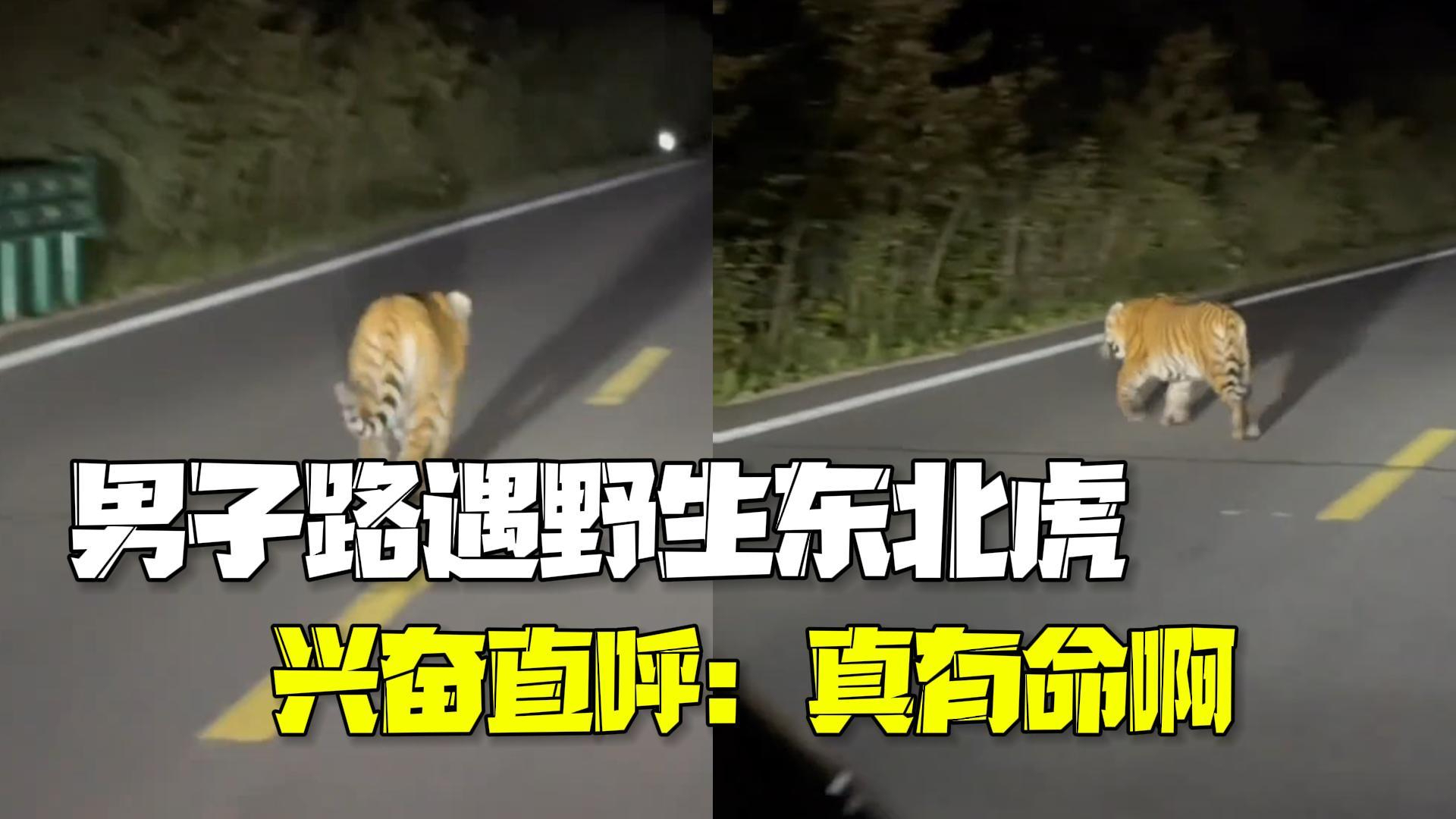 男子第一次路遇野生东北虎 兴奋直呼：真有命啊