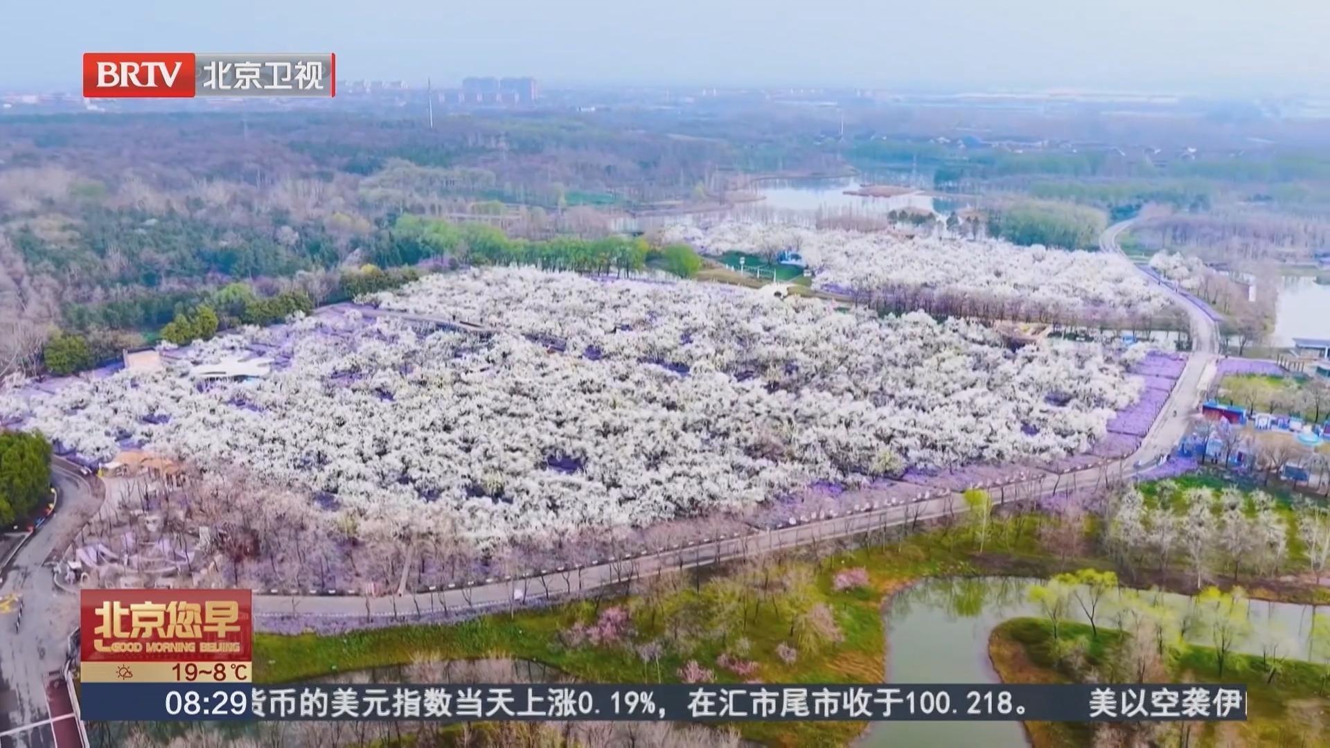 江苏宿迁 三台山500亩梨花进入盛花期