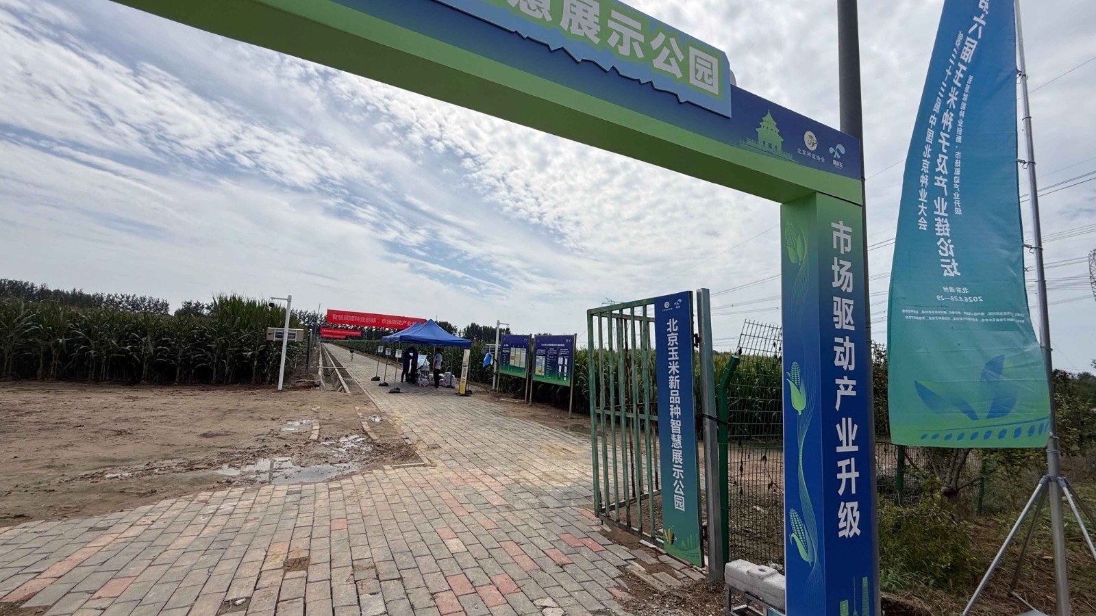 AI助力育种，一颗颗玉米种子从北京出发，落地成“金”！