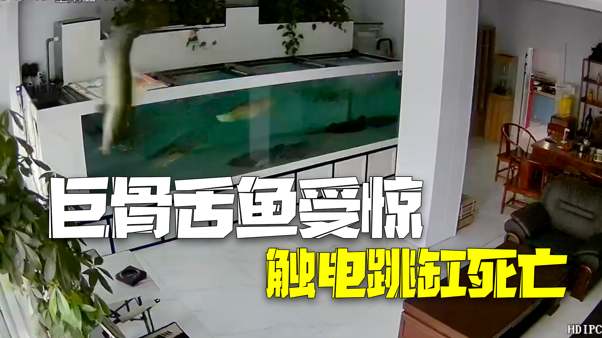 巨骨舌鱼受惊触电跳缸死亡 主人:陪伴多年舍不得扔,后续会做成标本 巨骨舌鱼受惊触电跳缸死亡 主人:陪伴多年舍不得扔,后续会做成标本