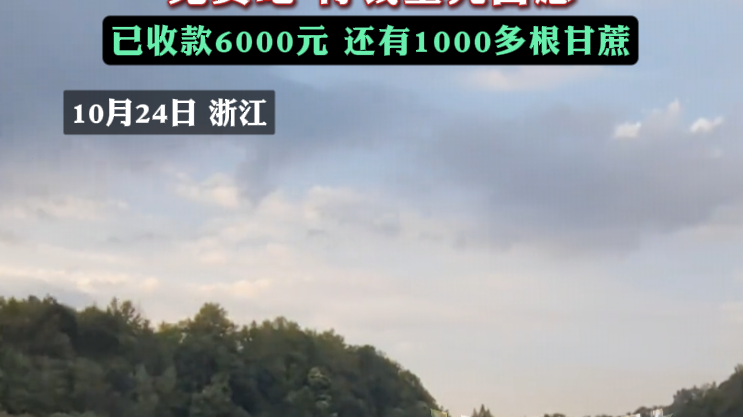 网友想体验小时候偷甘蔗的乐趣