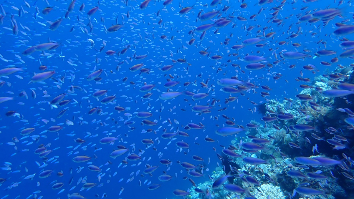 总台南海之声推出首部仙宾礁生态调查纪实片《假如仙宾礁会说话》