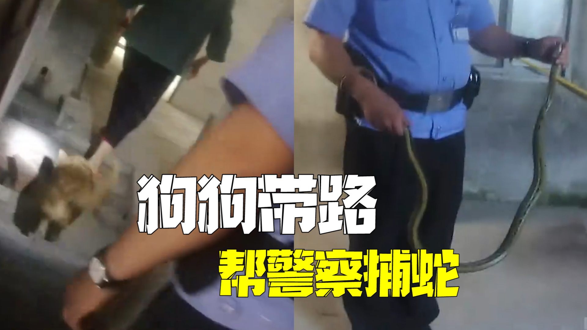 家中进蛇急坏狗狗 给民警带路助捕蛇 家中进蛇急坏狗狗 给民警带路助捕蛇