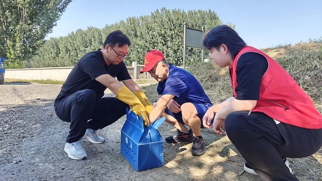 候鸟迁徙季,遇困燕隼、黑枕黄鹂在顺义获救 候鸟迁徙季,遇困燕隼、黑枕黄鹂在顺义获救