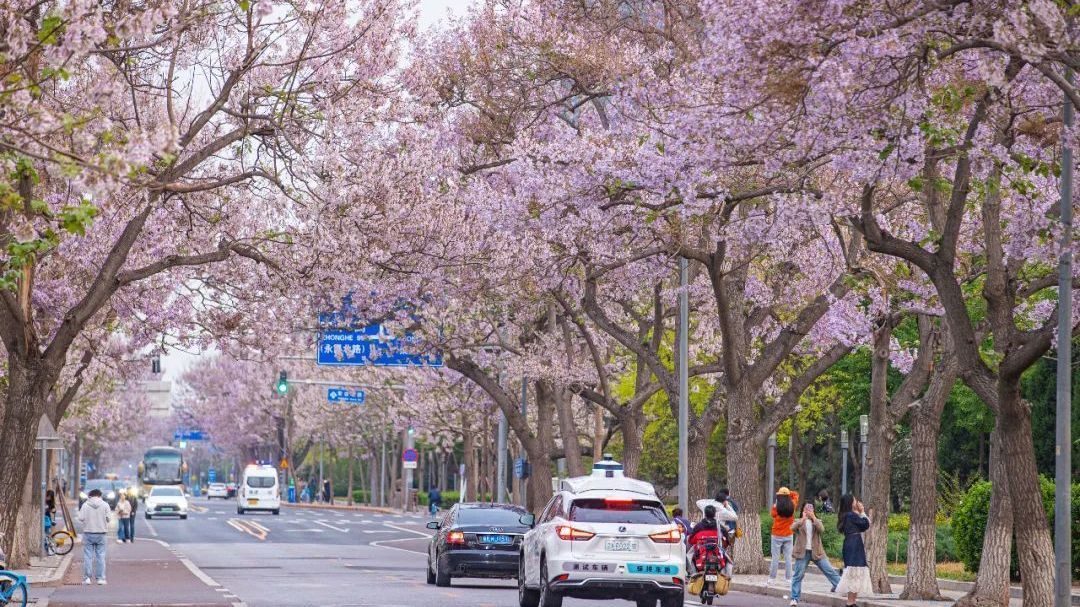 2025北京经开区泡桐花季启幕 2025北京经开区泡桐花季启幕