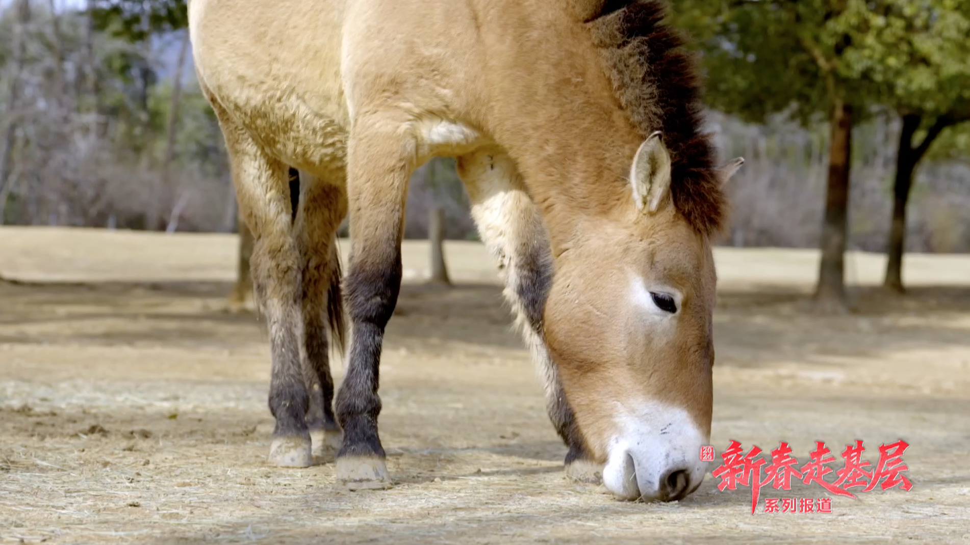 2026新春走基层:普医生带你看野马还乡 2026新春走基层:普医生带你看野马还乡