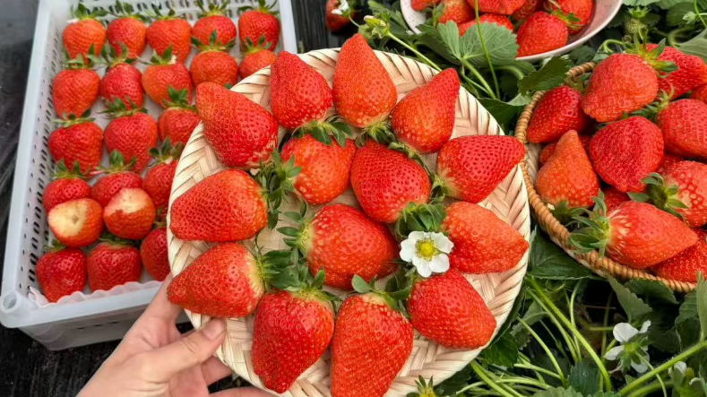 黑草莓火了，到底有什么不一样？