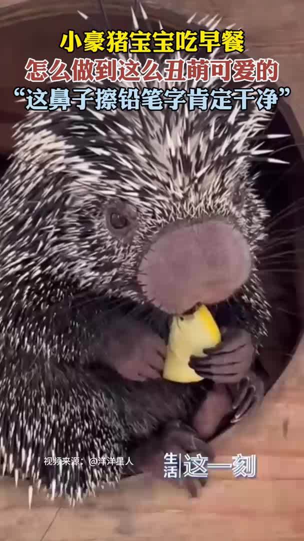 小豪猪宝宝吃早餐丑萌又可爱