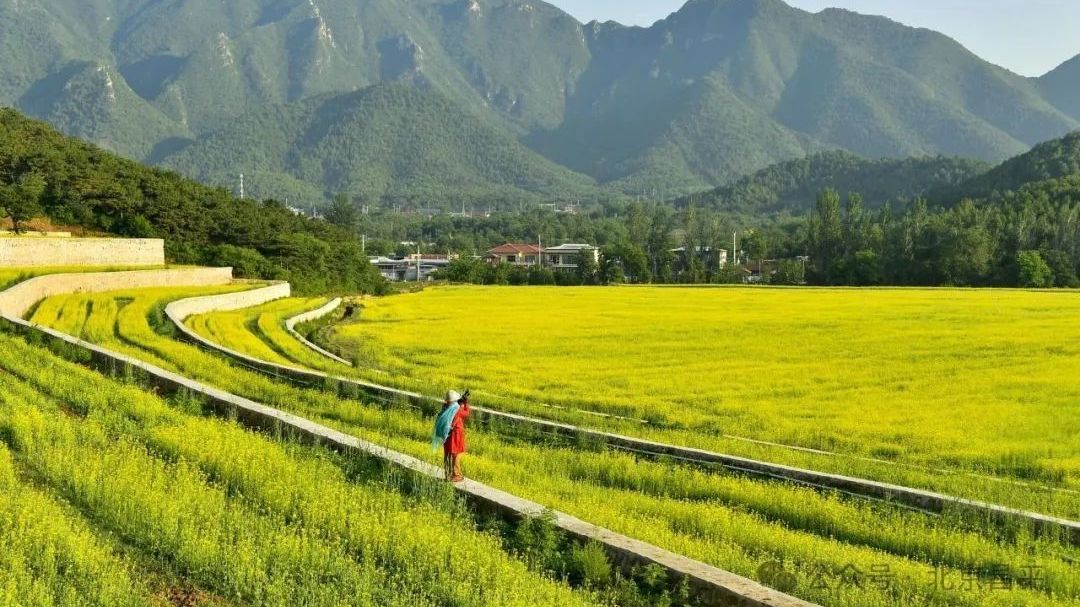 你猜,这个月的十三陵是什么颜色? 你猜,这个月的十三陵是什么颜色?