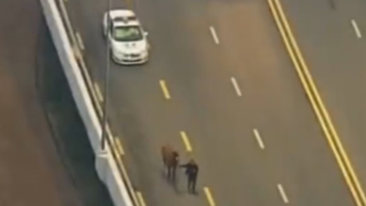 马路上惊现脱缰野马 交警驯服不了野马很是无奈 马路上惊现脱缰野马 交警驯服不了野马很是无奈