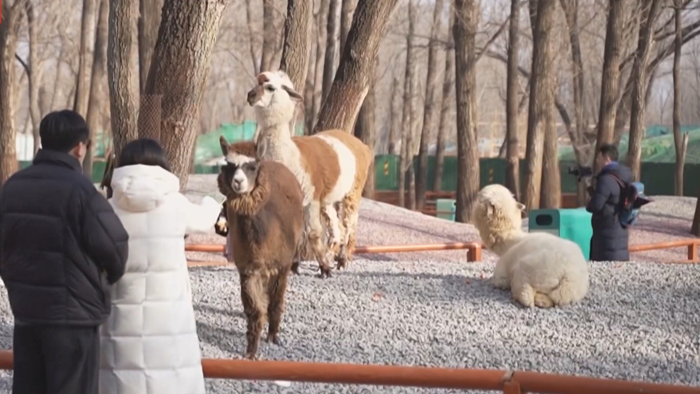 北京野生动物园推出“萌兽相伴·马上有福”新春主题系列活动