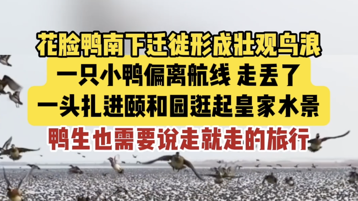 花脸鸭南下迁徙形成壮观鸟浪，脱队小鸭偏离航线，一头扎进颐和园，“鸭生”也需要说走就走的旅行