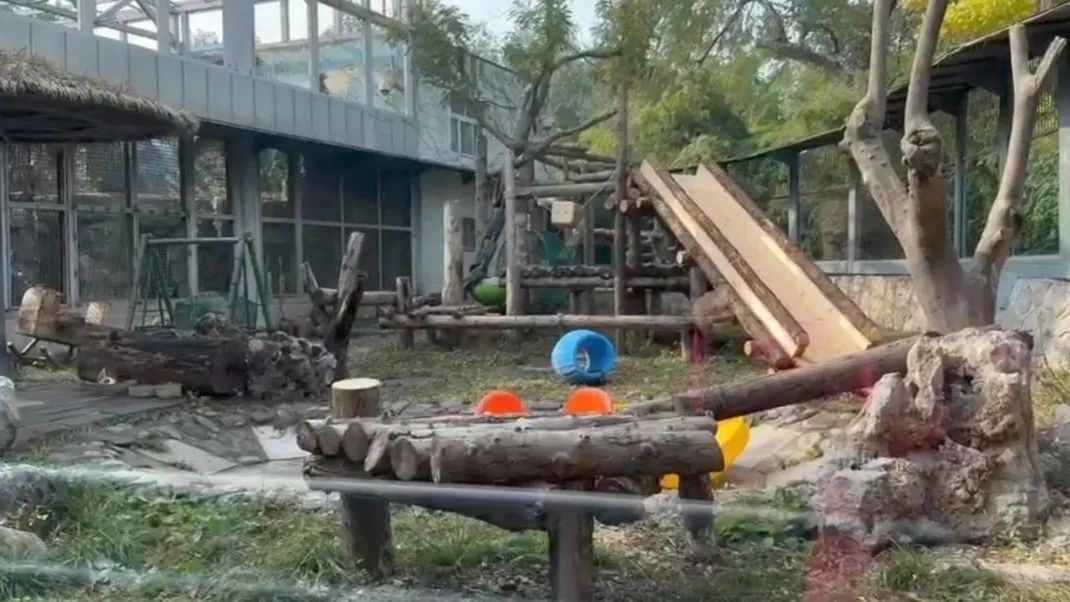 北动大熊猫馆翻新啦!萌兰新家大曝光—— 北动大熊猫馆翻新啦!萌兰新家大曝光——