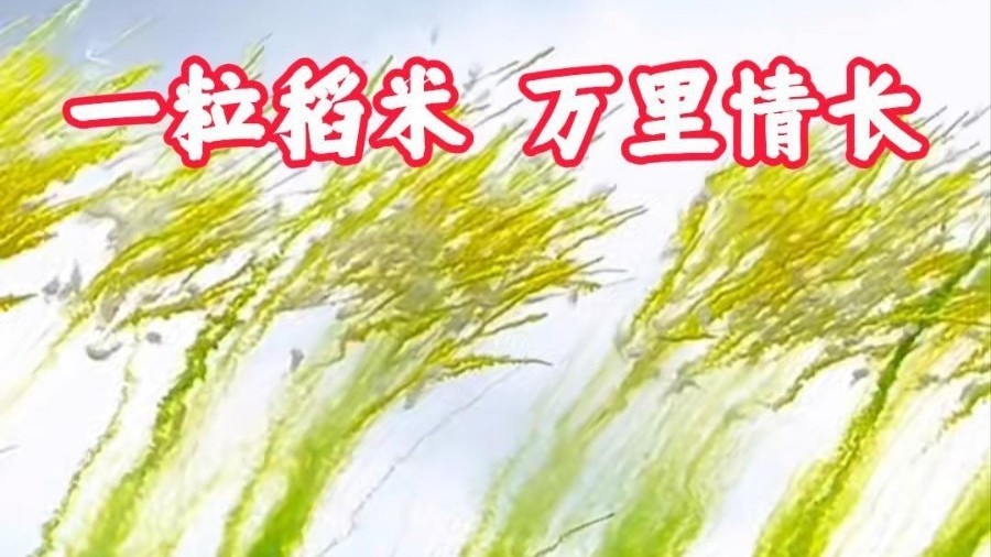 袁隆平墓前多了一袋特殊的稻米