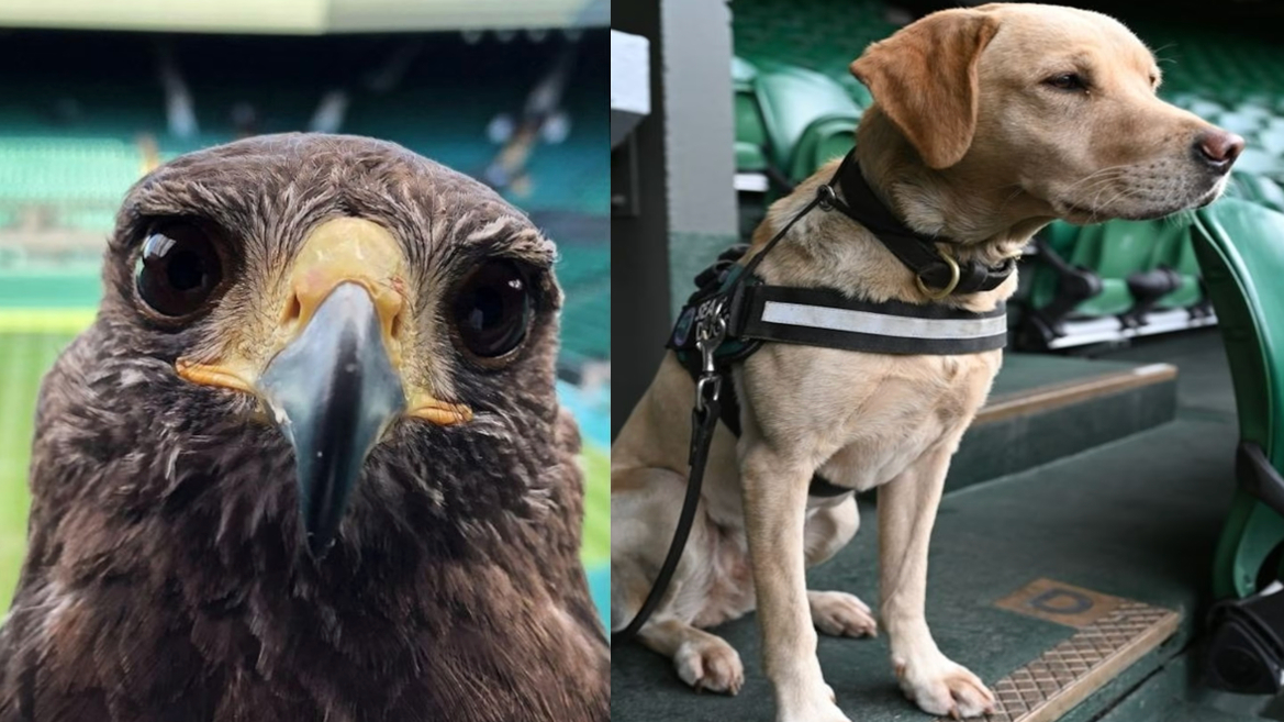 温网最特别“员工”!赛场里的“鸽子震慑者”和安保明星汪 温网最特别“员工”!赛场里的“鸽子震慑者”和安保明星汪