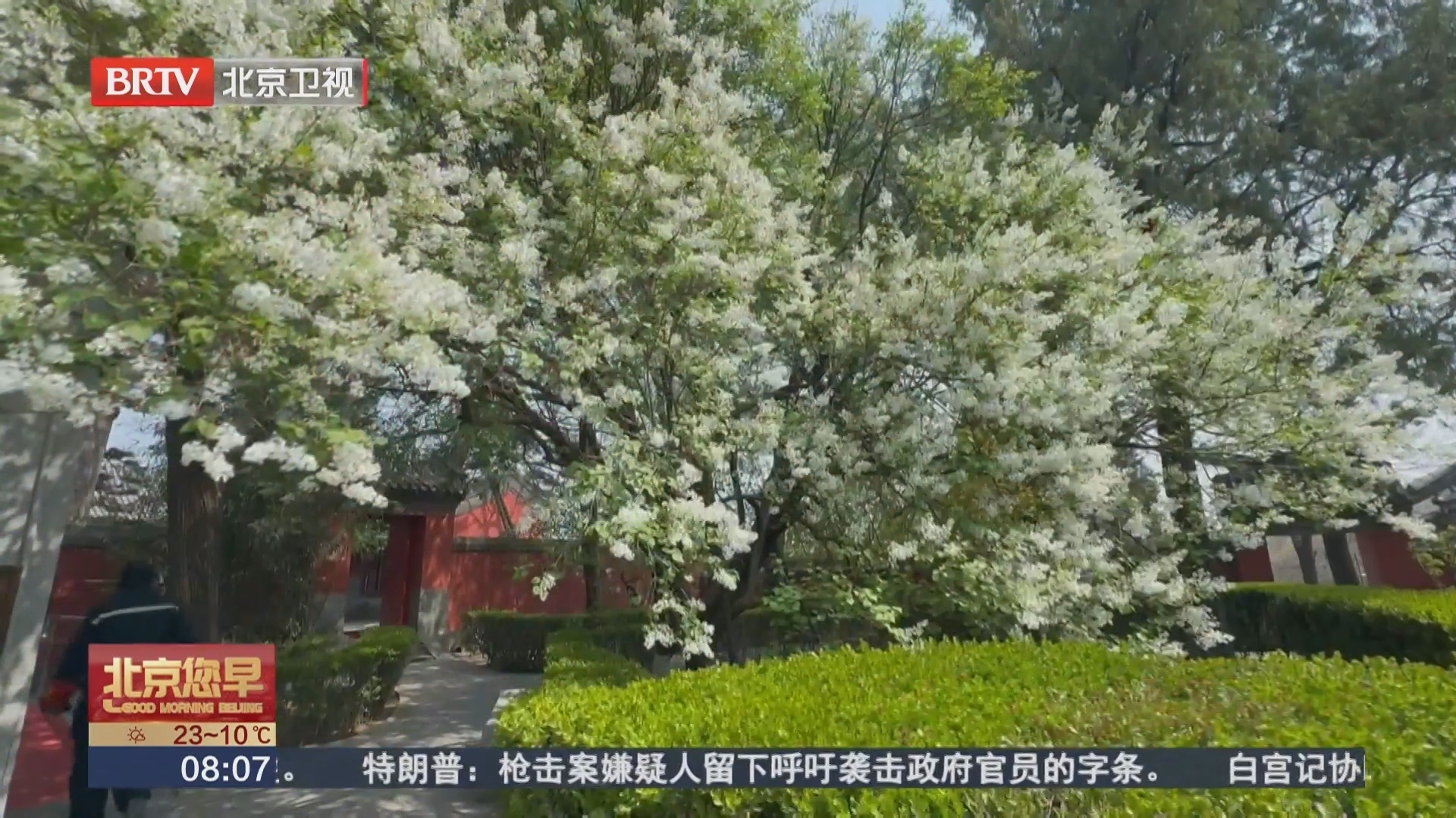 200年古丁香如约绽放 深山古寺飘香满园