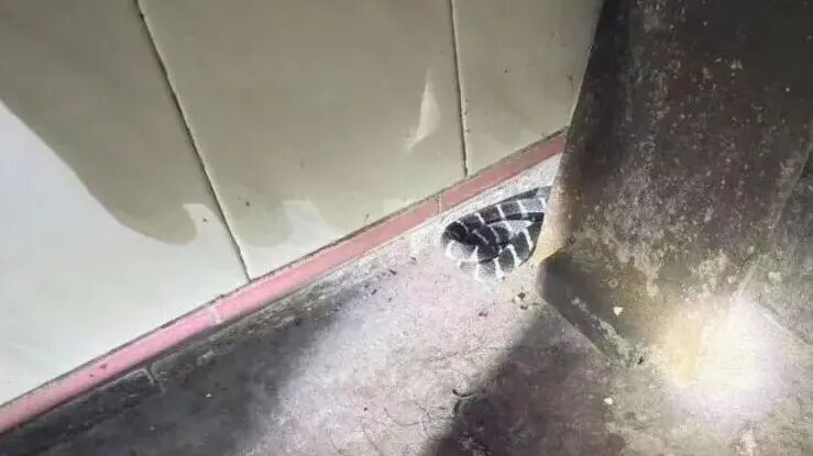 家中钻进剧毒银环蛇,没人说被咬,救助人员离开后发现不对劲,打电话叫住正要睡的居民,发现他已被蛇咬 家中钻进剧毒银环蛇,没人说被咬,救助人员离开后发现不对劲,打电话叫住正要睡的居民,发现他已被蛇咬