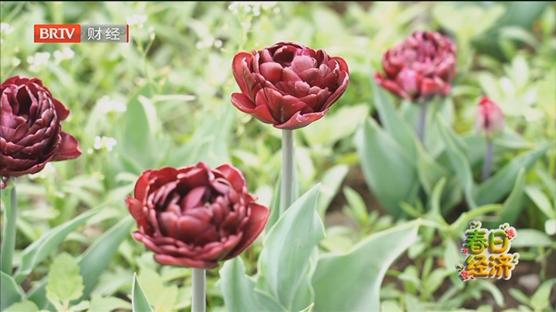 《首都经济报道》20260416“十五五”开局良好 一季度中国经济迎来“开门红”