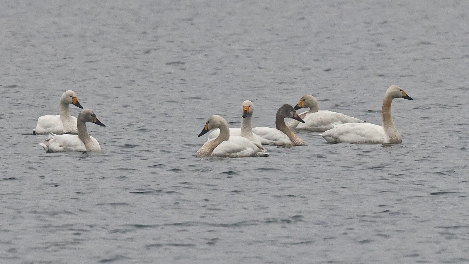 在城区赏天鹅群!大批白天鹅抵达西郊雨洪调蓄工程 在城区赏天鹅群!大批白天鹅抵达西郊雨洪调蓄工程