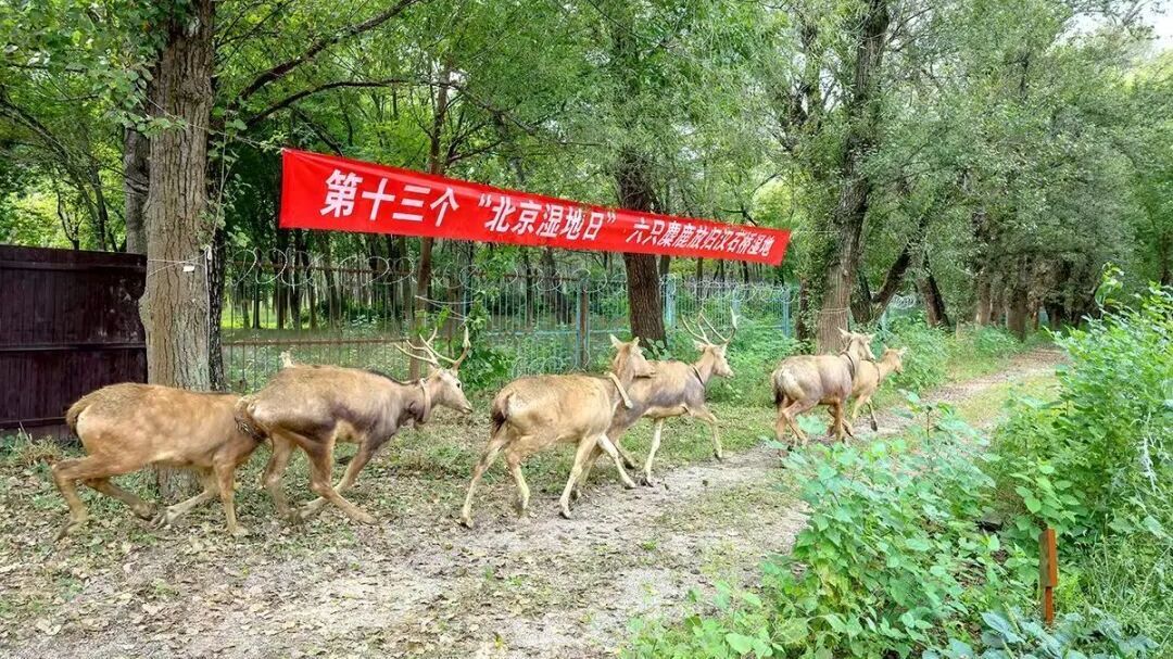汉石桥湿地“朋友圈”更新！六只麋鹿来安家