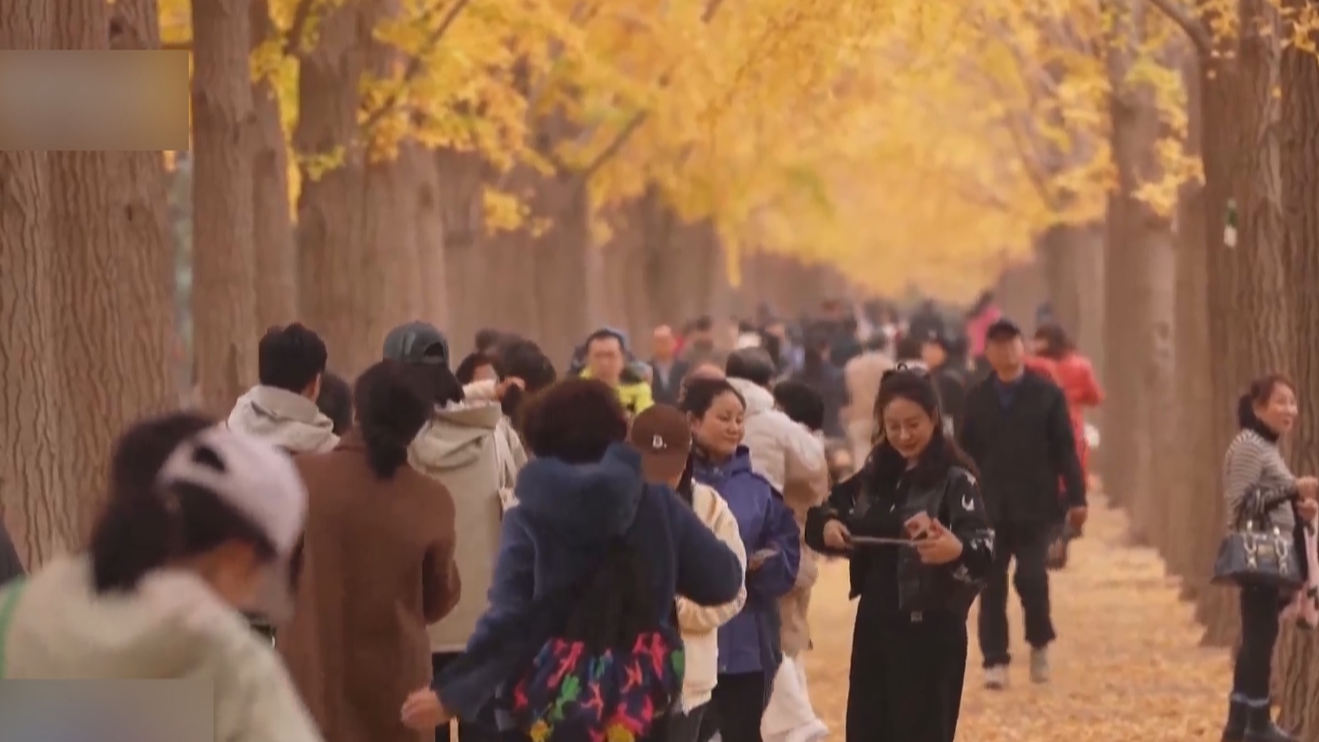 “落叶缓扫”留住秋日美景 创意树叶感受秋日美好 “落叶缓扫”留住秋日美景 创意树叶感受秋日美好