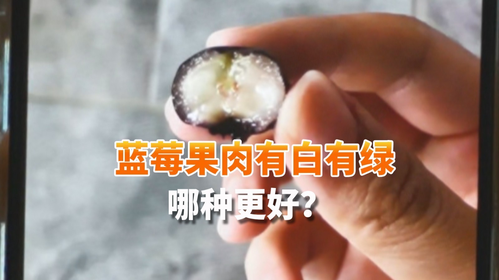 蓝莓果肉有白有绿 哪种更好?商户:花青素含量不一样! 蓝莓果肉有白有绿 哪种更好?商户:花青素含量不一样!