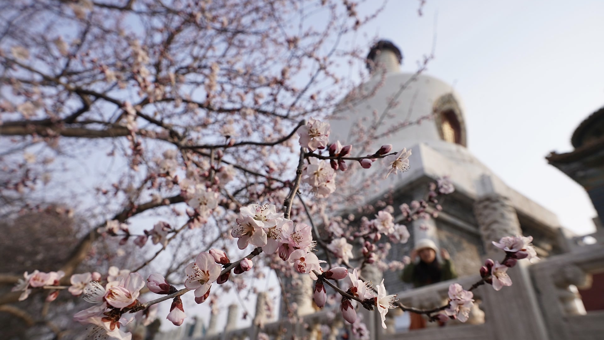 玉兰缀枝,山桃吐艳,本周末北京将迎今年首个赏花热潮 玉兰缀枝,山桃吐艳,本周末北京将迎今年首个赏花热潮