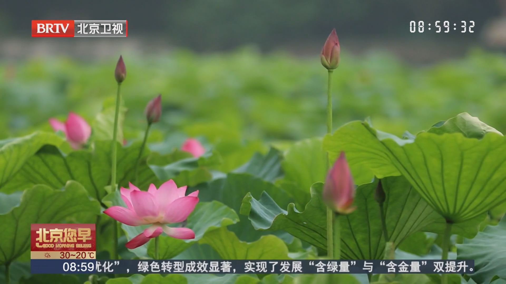 烟雨西湖 荷花初绽