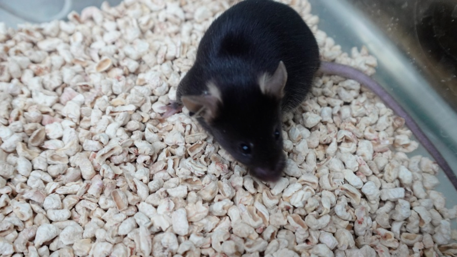 为4只“太空小鼠”取名,网友:从从、容容、游刃、有余…… 为4只“太空小鼠”取名,网友:从从、容容、游刃、有余……