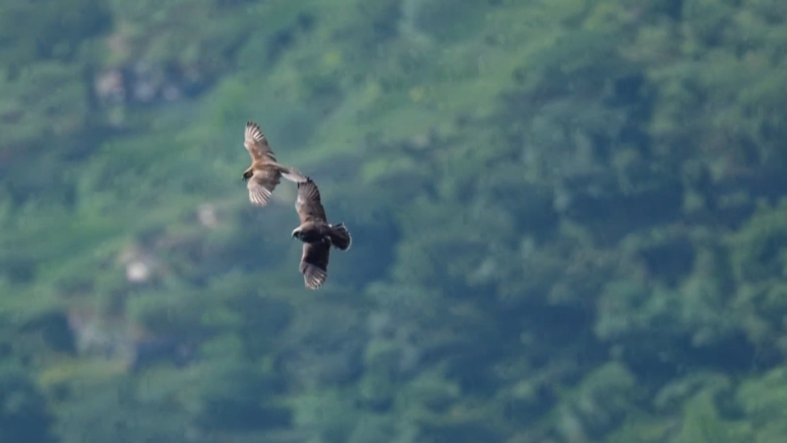 一级保护动物猎隼“空中接力” 抚育幼鸟 一级保护动物猎隼“空中接力” 抚育幼鸟