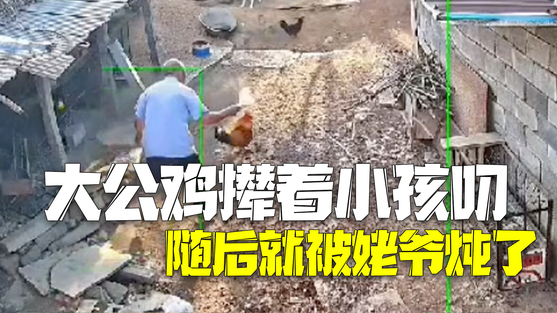 惹了不该惹的人!大公鸡撵着小孩叨 随后就被姥爷给炖了 惹了不该惹的人!大公鸡撵着小孩叨 随后就被姥爷给炖了