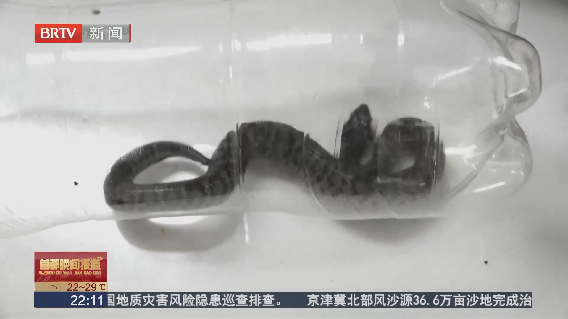 医生提醒：被蛇咬用嘴吸毒 抓蛇取证不可取