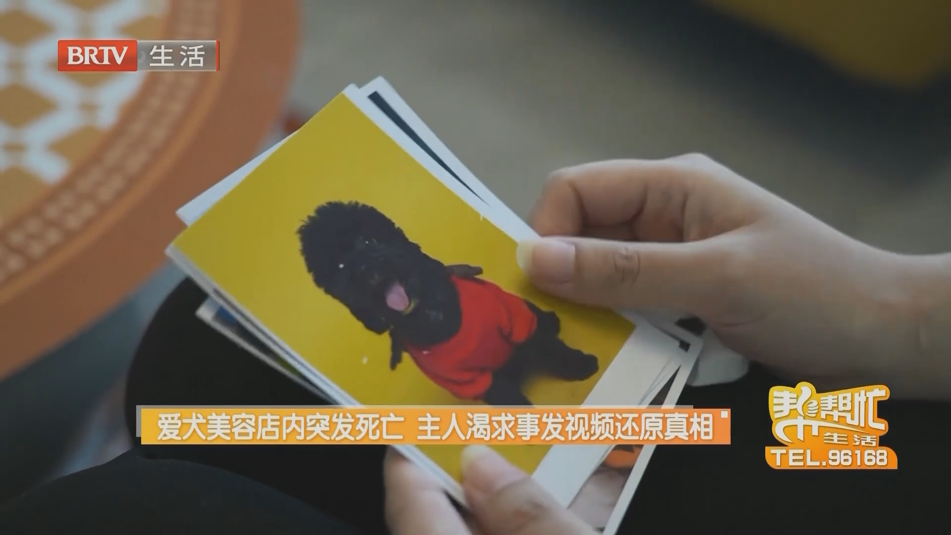 爱犬美容店内突发死亡 主人渴求事发视频还原真相（一）