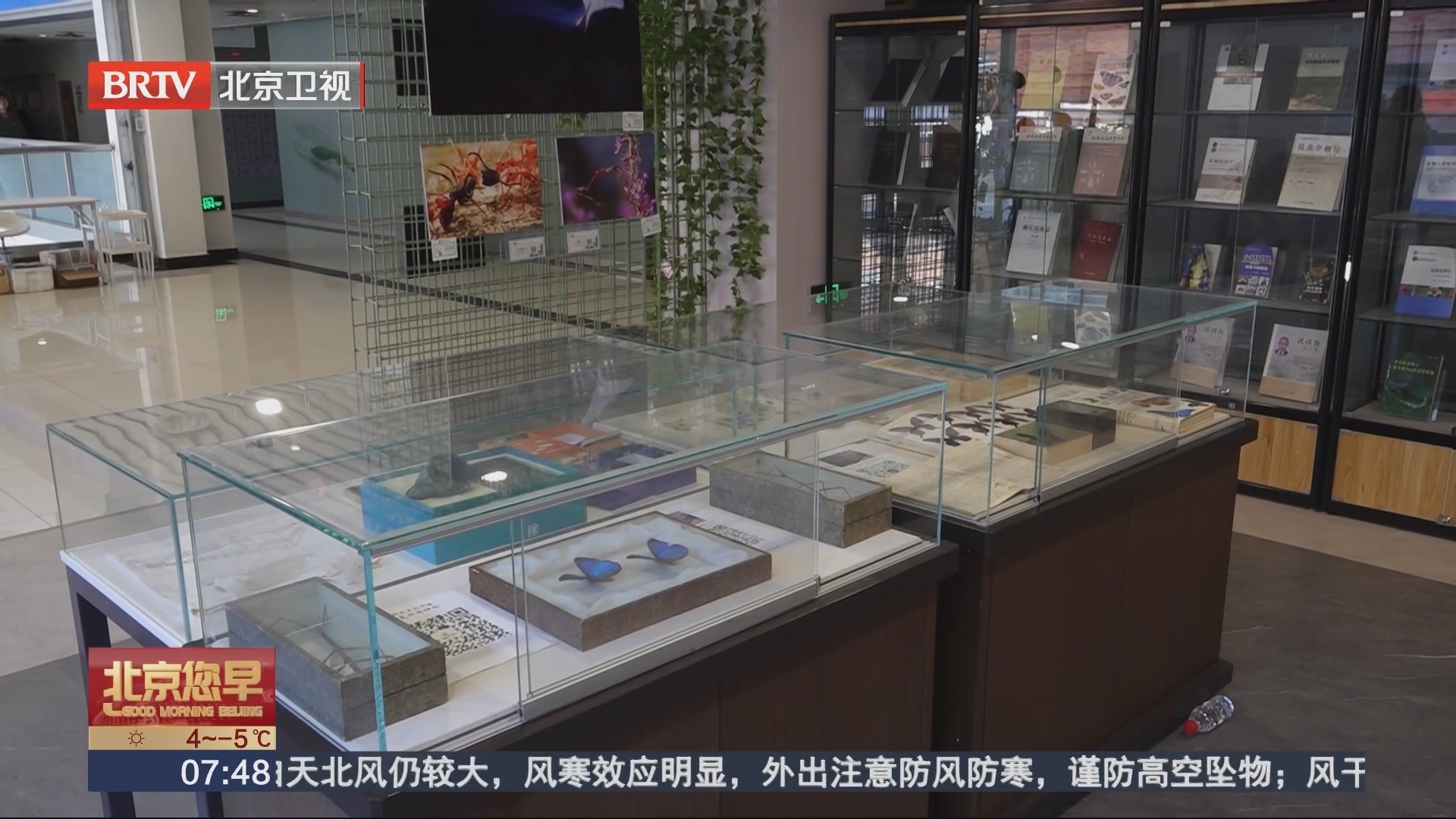 169件珍贵昆虫标本 入藏农大昆虫博物馆