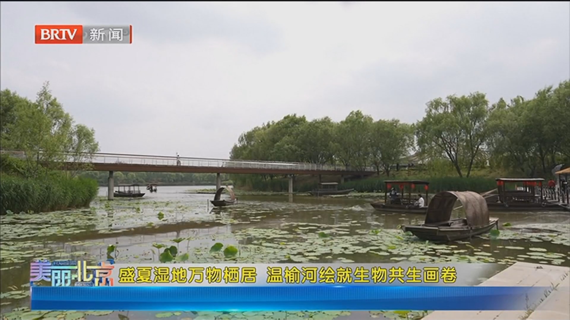 《美丽北京》20260704盛夏湿地万物栖居 温榆河绘就生物共生画卷 《美丽北京》20260704盛夏湿地万物栖居 温榆河绘就生物共生画卷