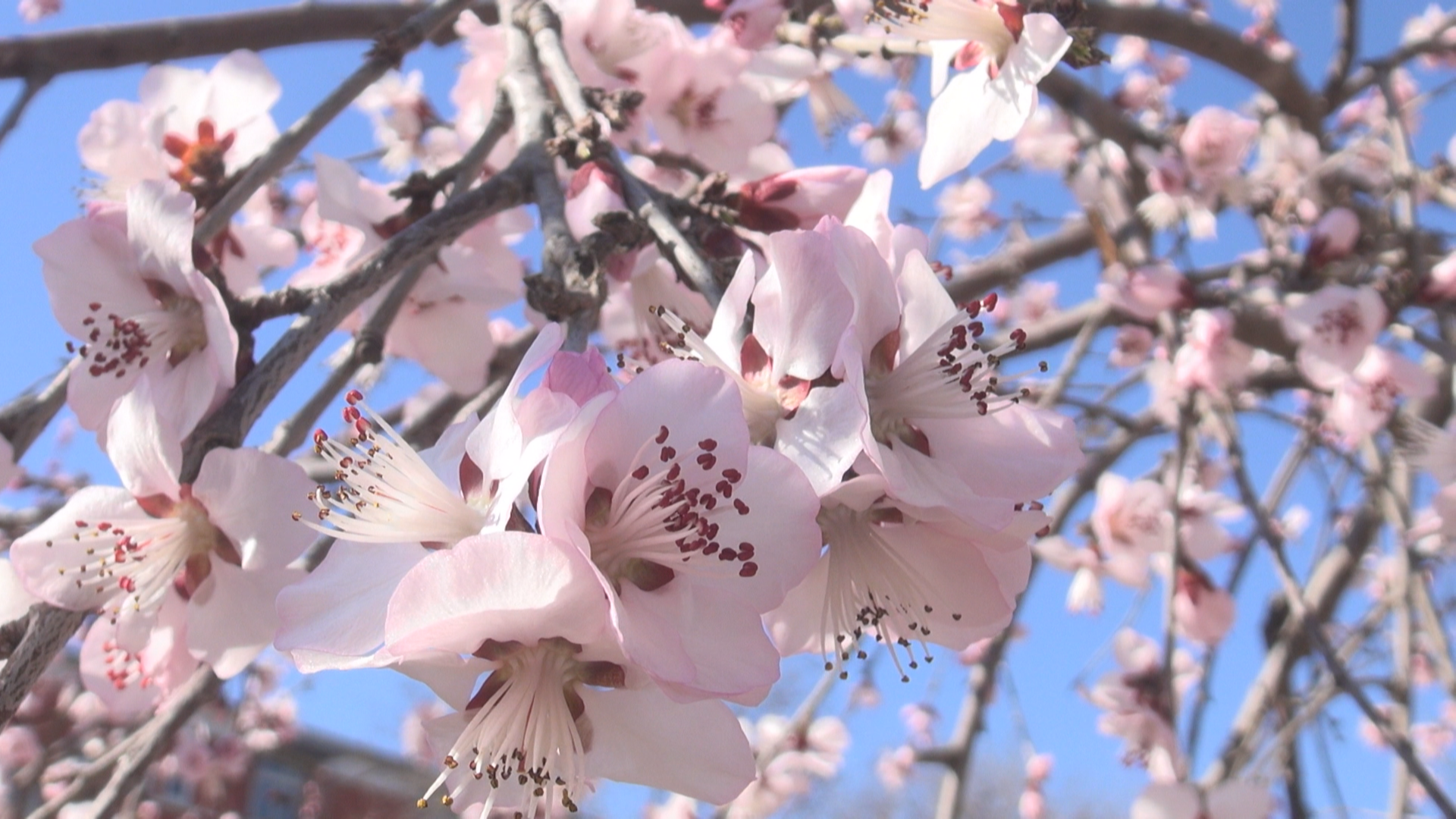 春和景明，京城这处“桃花源”藏不住了！