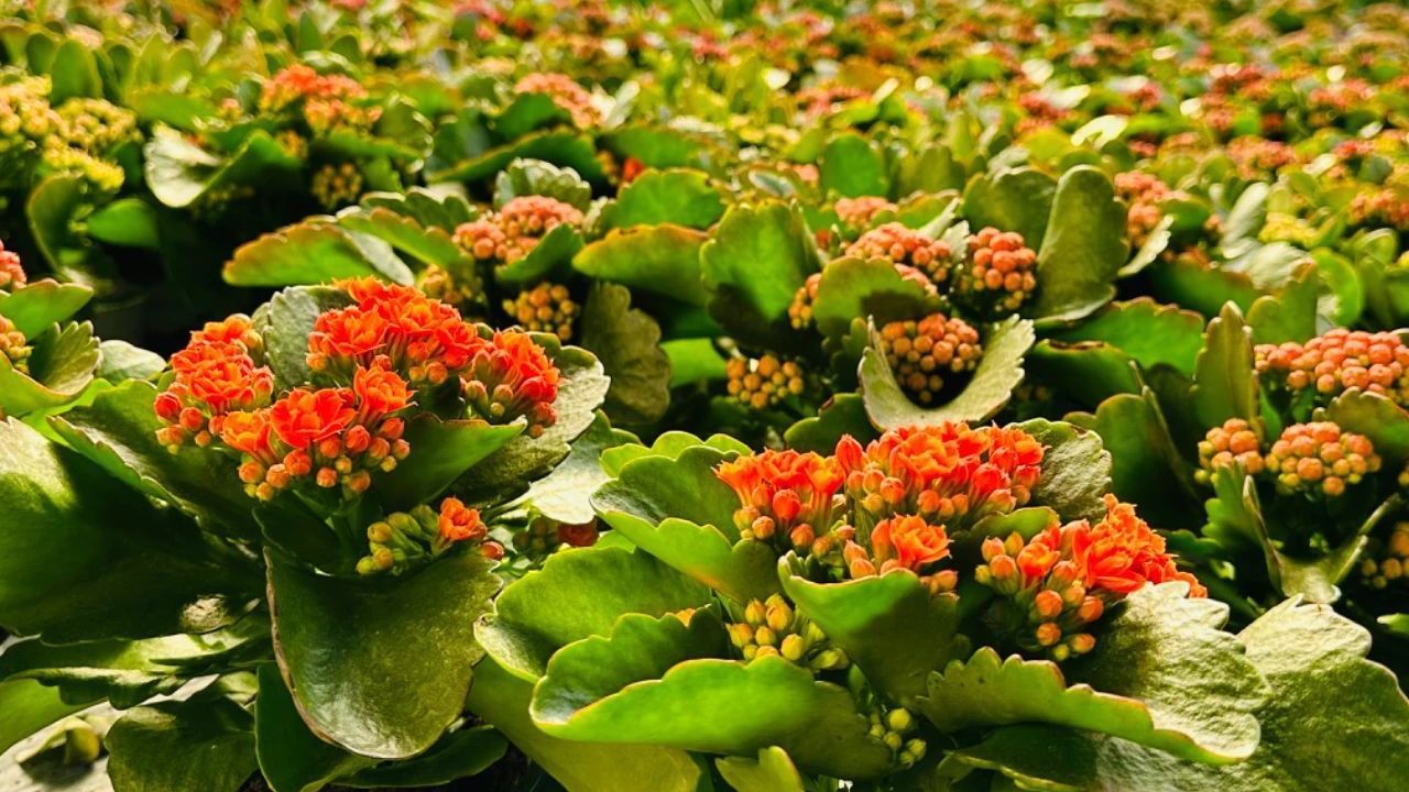 “气氛担当”！昌平本土年宵花产销两旺