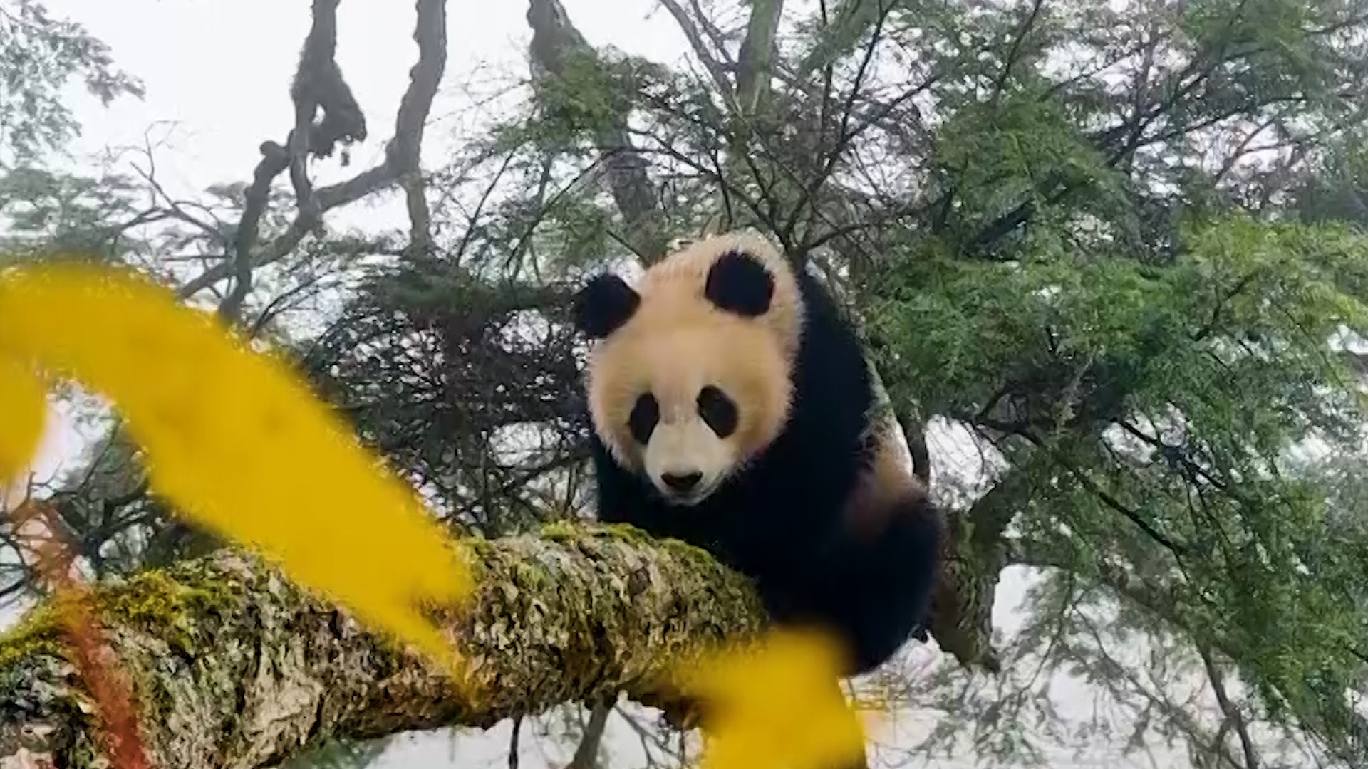 独家画面！贤贤大崽最新野培成果抢先看！