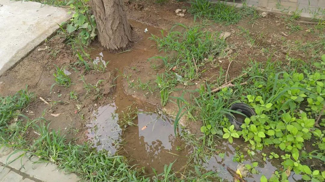 小树遭险境居民“呼救” 石景山鲁谷街道迅速行动解民忧 小树遭险境居民“呼救” 石景山鲁谷街道迅速行动解民忧