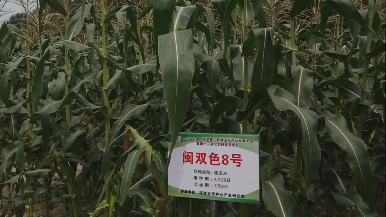 京津冀鲜食玉米产业发展大会举办 166个新品种玉米集中亮相 京津冀鲜食玉米产业发展大会举办 166个新品种玉米集中亮相