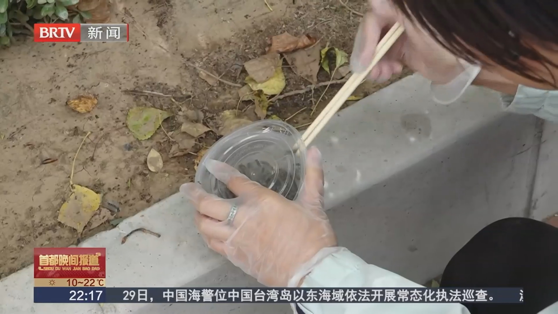 北京野生动物园“抓毛毛虫”大赛火爆出圈 两天收集超7万条美国白蛾幼虫