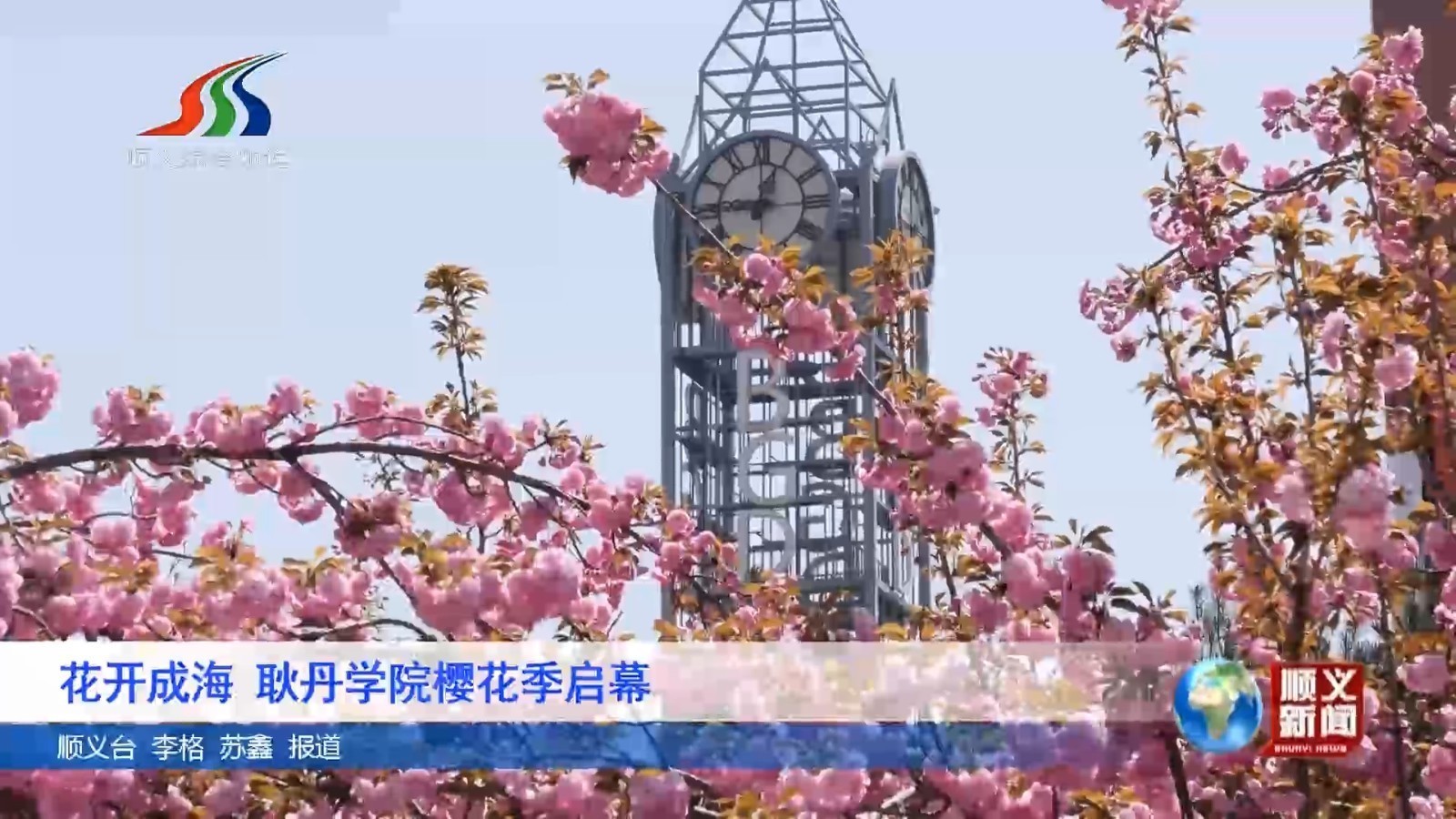 花开成海 耿丹学院樱花季启幕