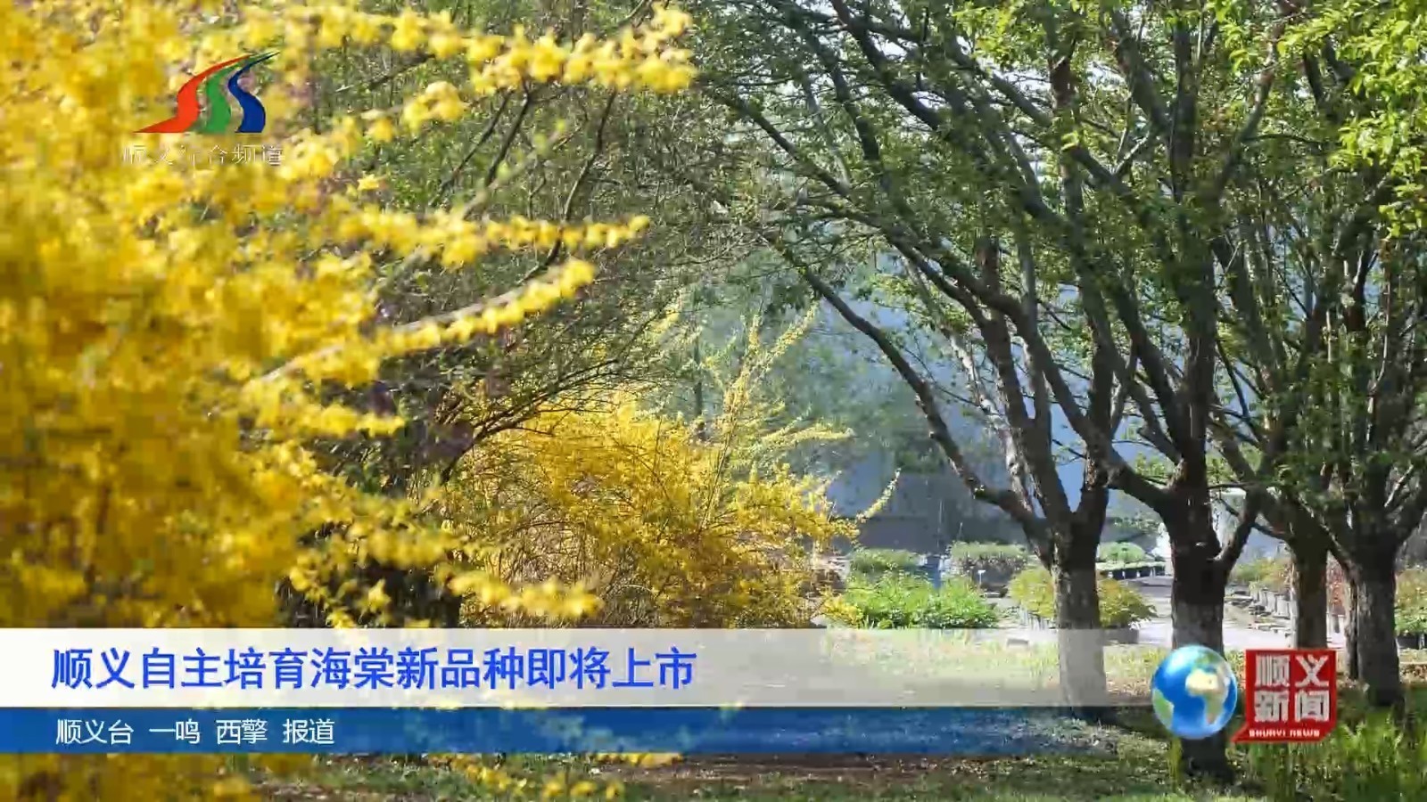 顺义自主培育海棠新品种即将上市