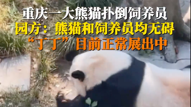网传大熊猫丁丁扑倒饲养员，重庆动物园回应