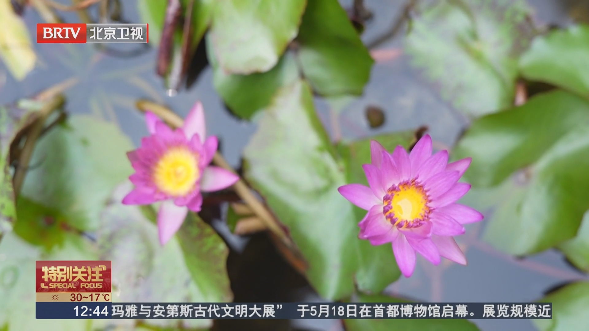 端午假期好去处：烂缦胡同寻古韵 法源寺里赏睡莲