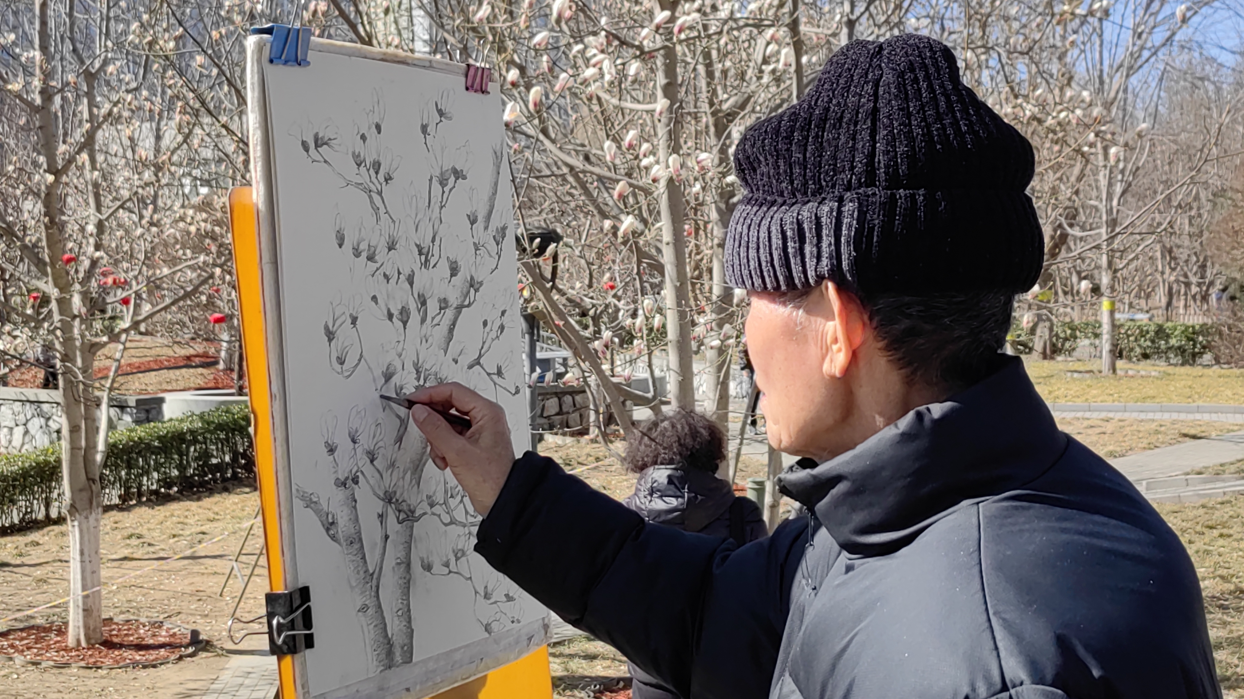 京城春色渐浓，北京雕塑公园5000株玉兰次第开放