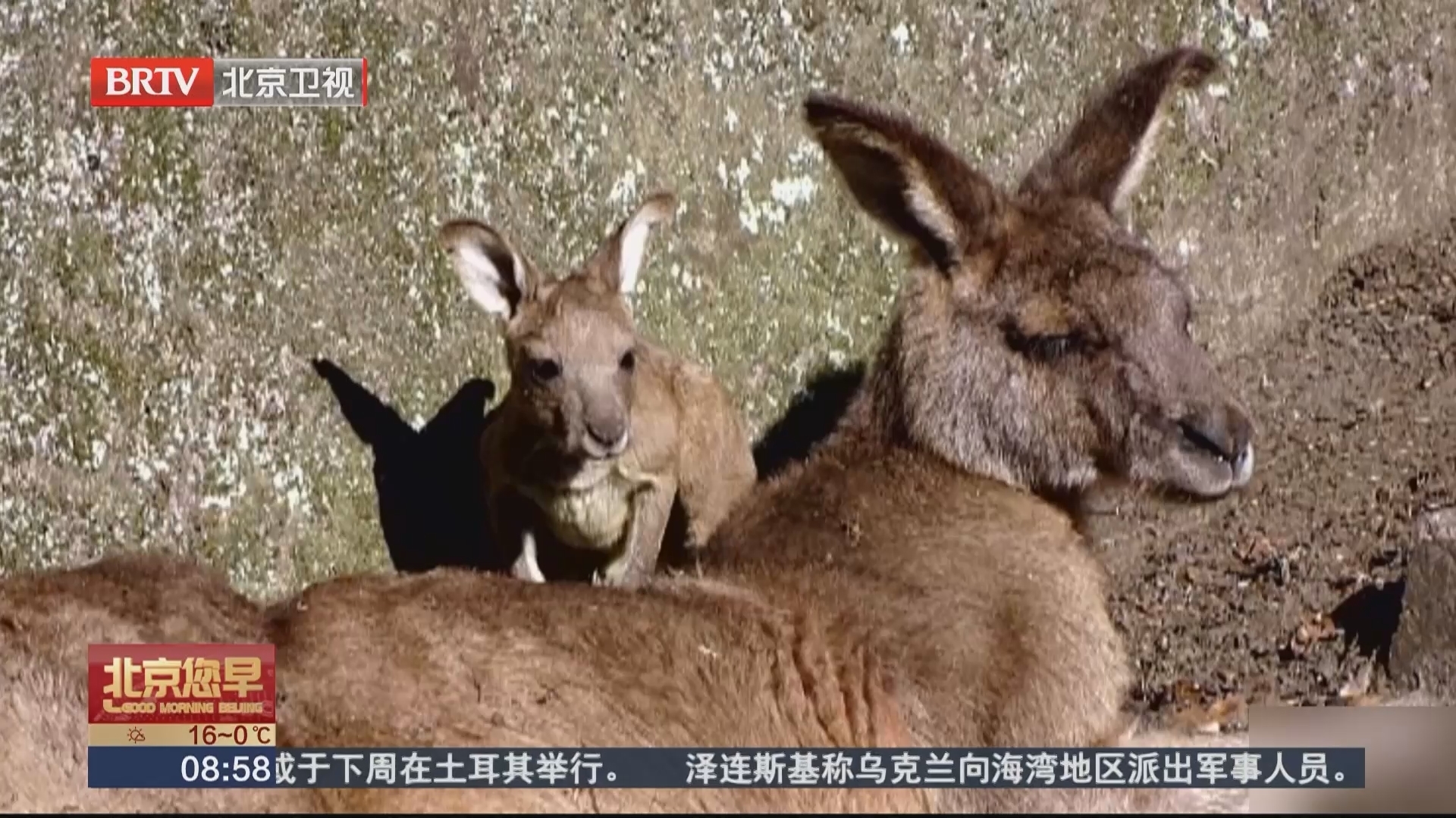柏林新添两只塔斯马尼亚灰色大袋鼠