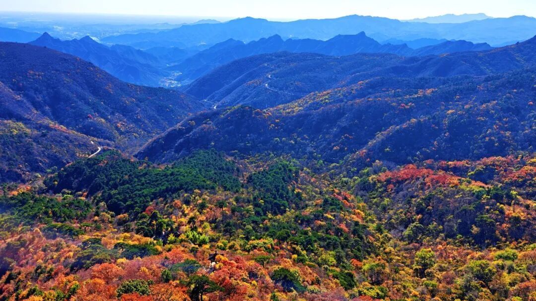 这个秋天,把第一程赏红,交给妙峰山 这个秋天,把第一程赏红,交给妙峰山