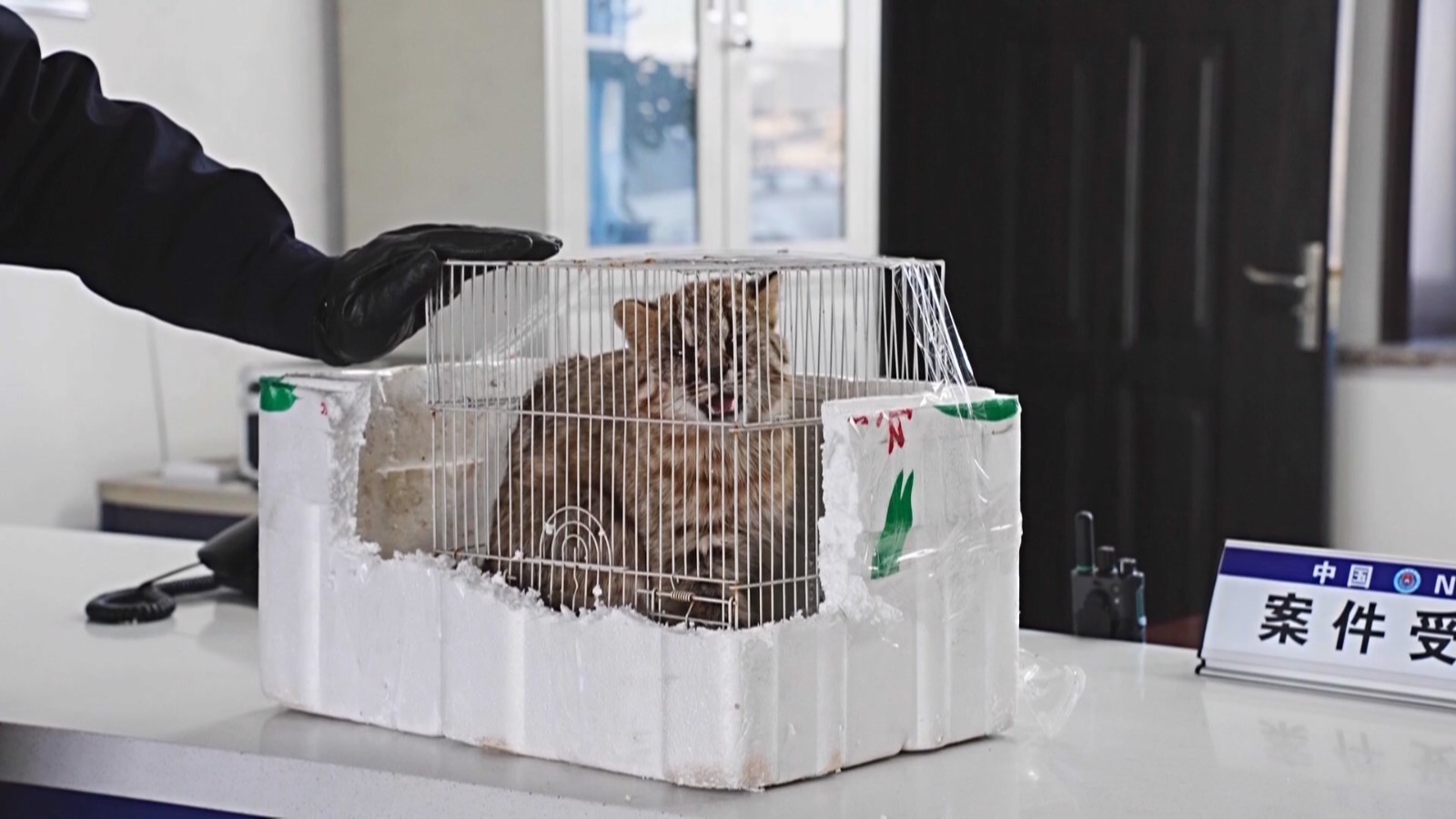 鸡东：豹猫有危险 民警伸援手
