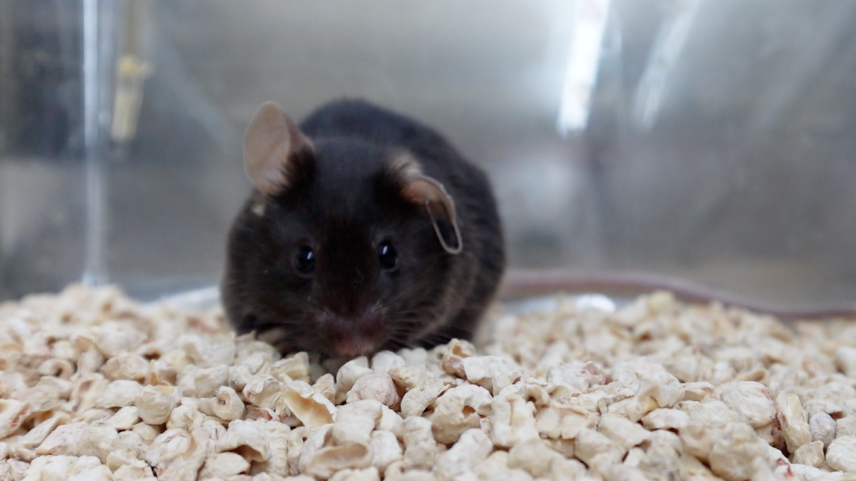 学在基层 干在一线丨延庆科技人助“勇敢小鼠”乘神舟上太空